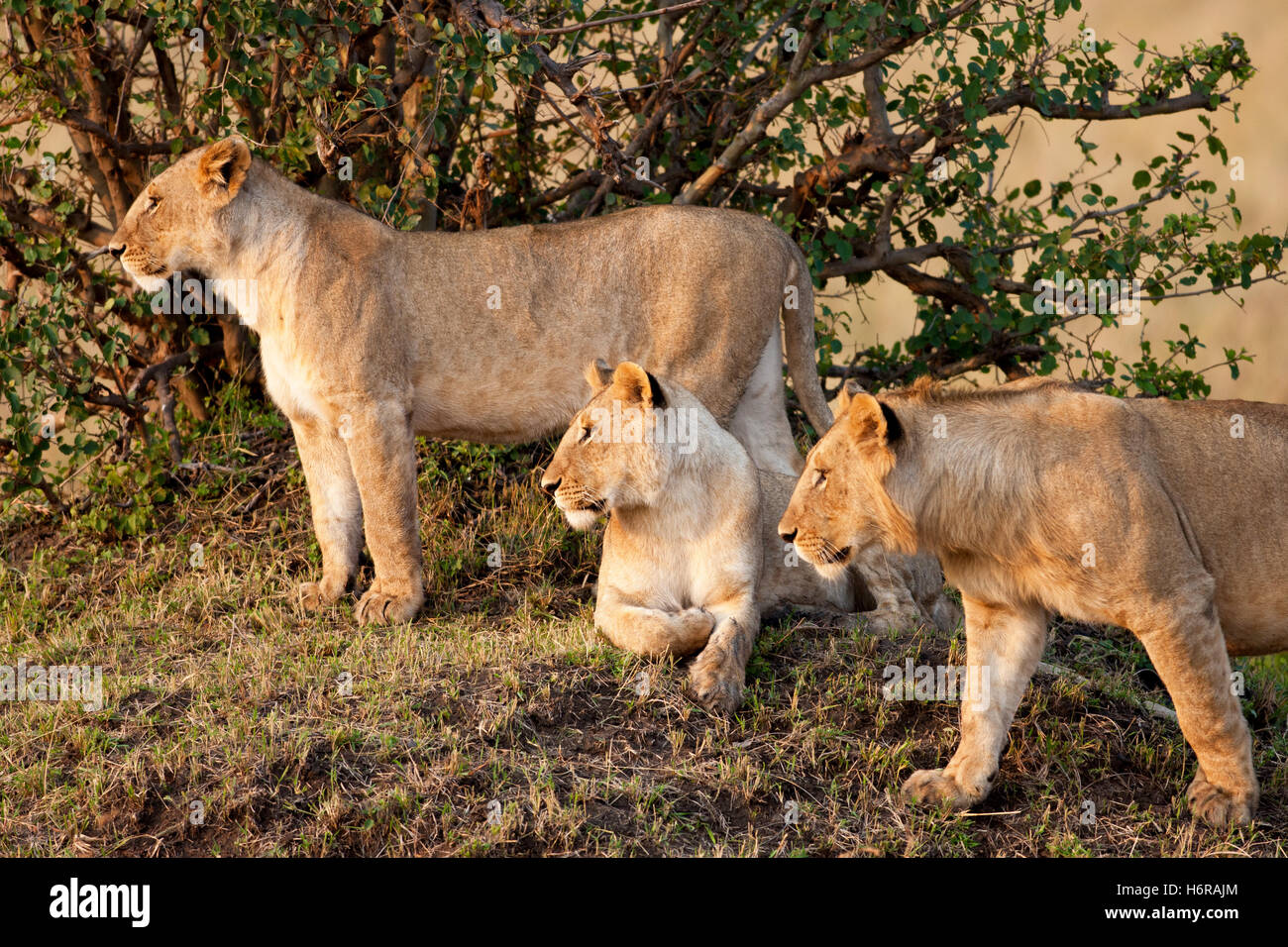 Mammals of kenya hi-res stock photography and images - Alamy