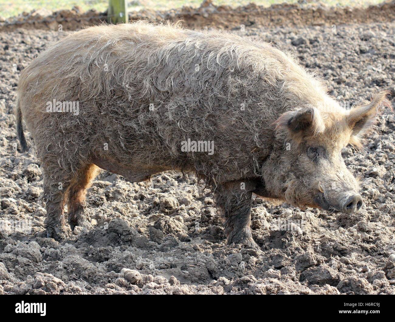 teeth zoo hairy haired mud farm hungary pigs wildlife park domestic pig pig cutter boar wollschwein brunft alte haustierrasse Stock Photo