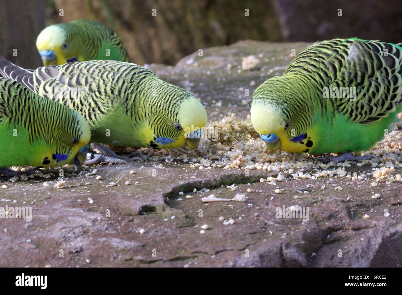 foureating green budgies in tierpark sababurg Stock Photo Alamy