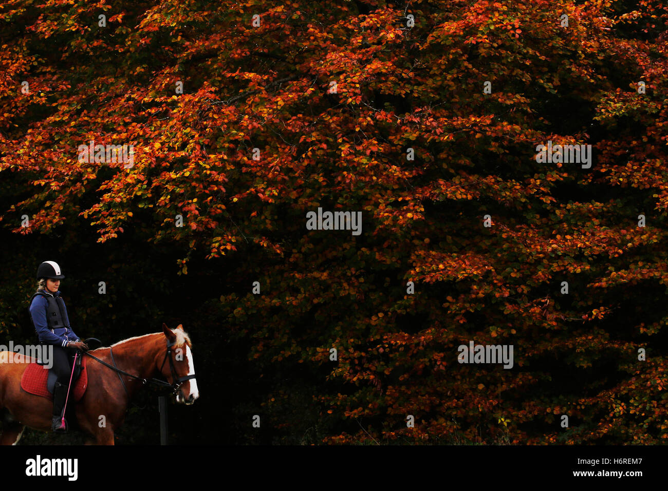 Queen Elizabeth Country Park near Petersfield, Hampshire, UK. 31st October, 2016.  A rider and her horse walk through woodland displaying stunning autumn colour at the Queen Elizabeth Country Park near Peresfield in Hampshire, UK, Sunday Octoebr 30, 2016. Credit:  Luke MacGregor/Alamy Live News Stock Photo