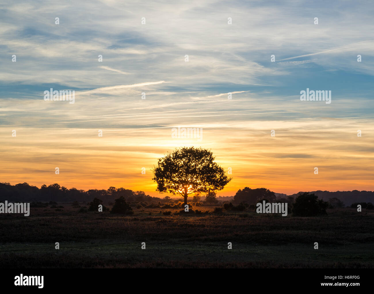 Solitary small round tree silhouette, glowing orange sunset and blue evening sky. Stock Photo