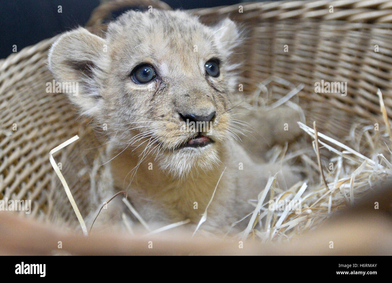 Zoo pilsen lion hi-res stock photography and images - Alamy
