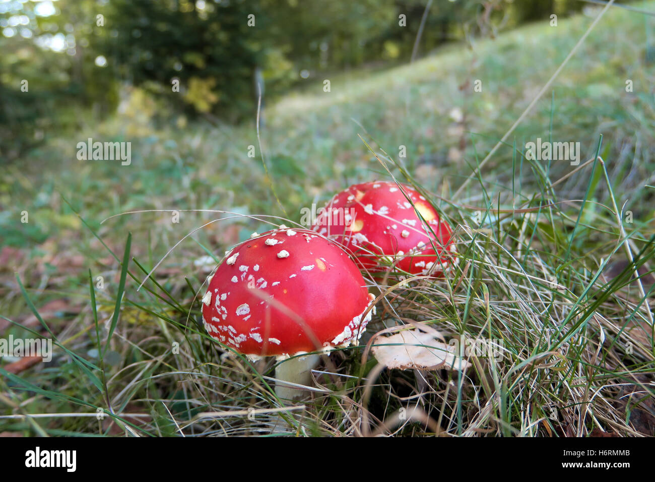 Zella-Mehlis, Germany. 16th Oct, 2016. Two Fly agaric mushrooms (Amanita muscaria) stand on a grass pitch near Zella-Mehlis, Germany, 16 October 2016, Photo: Soeren Stache/dpa/Alamy Live News Stock Photo