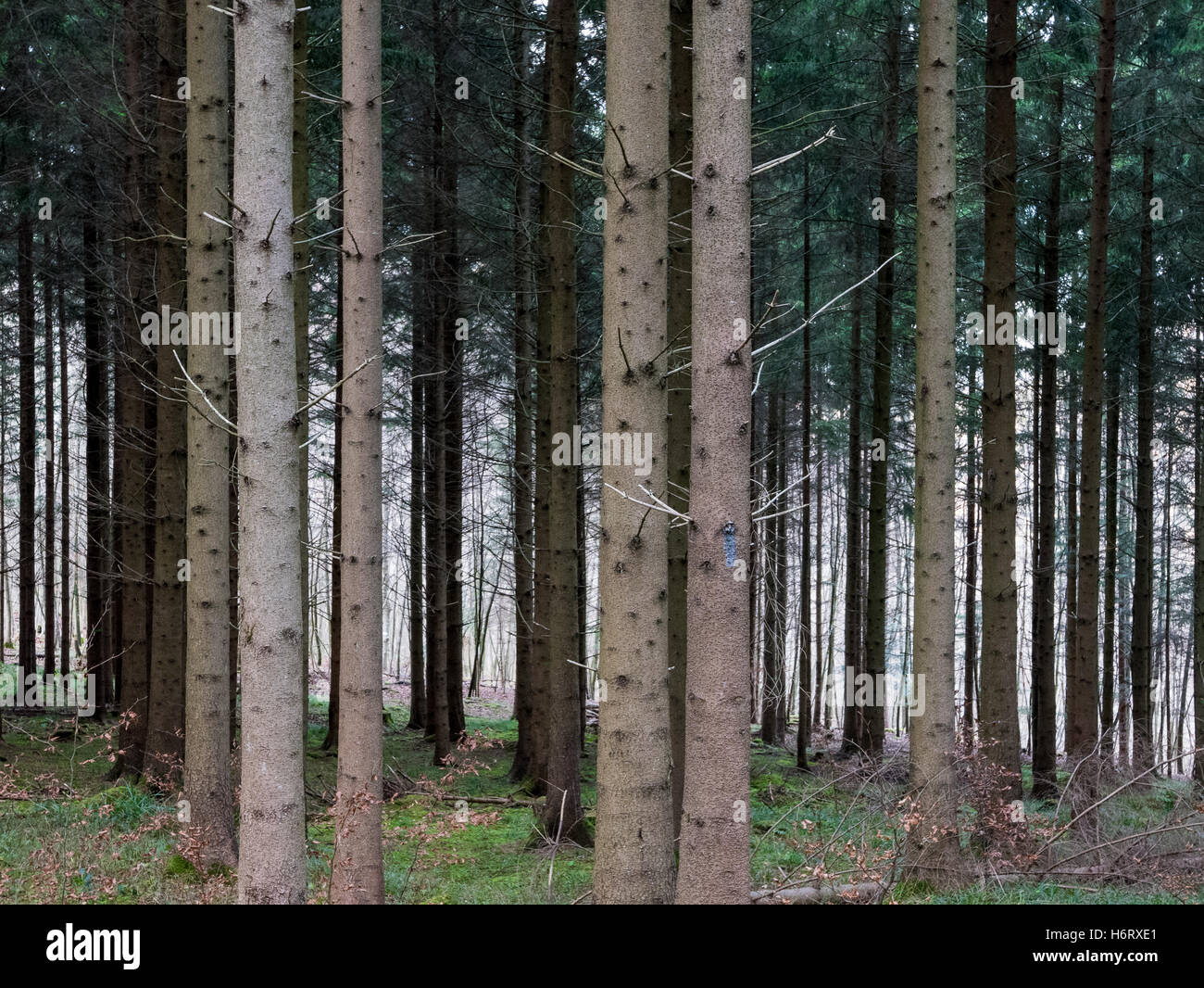 Dense trees in the forest Stock Photo