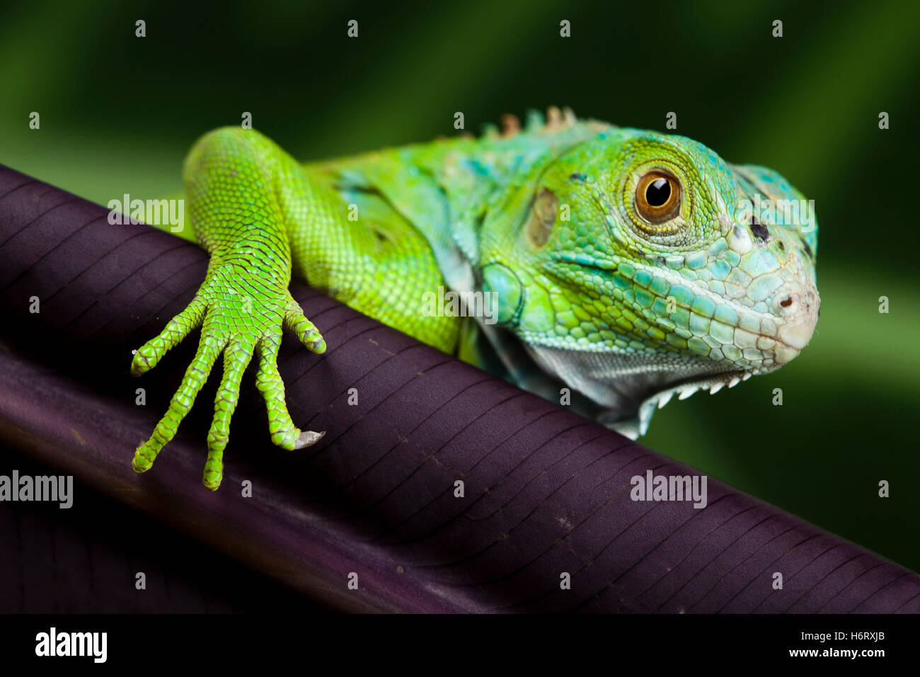 Wild animals in lush bright hi-res stock photography and images - Alamy