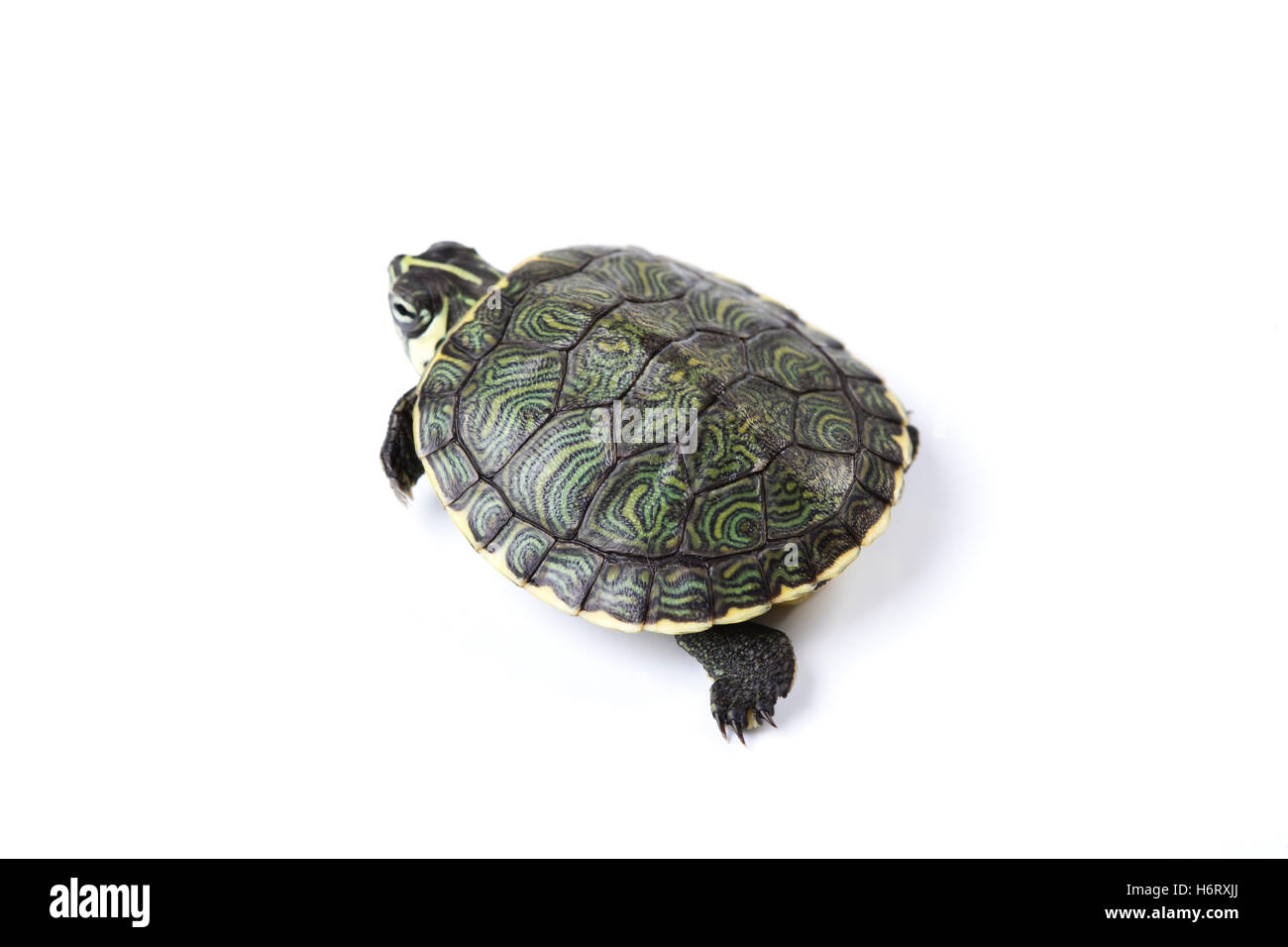 Tortoise shell pattern Cut Out Stock Images & Pictures - Alamy