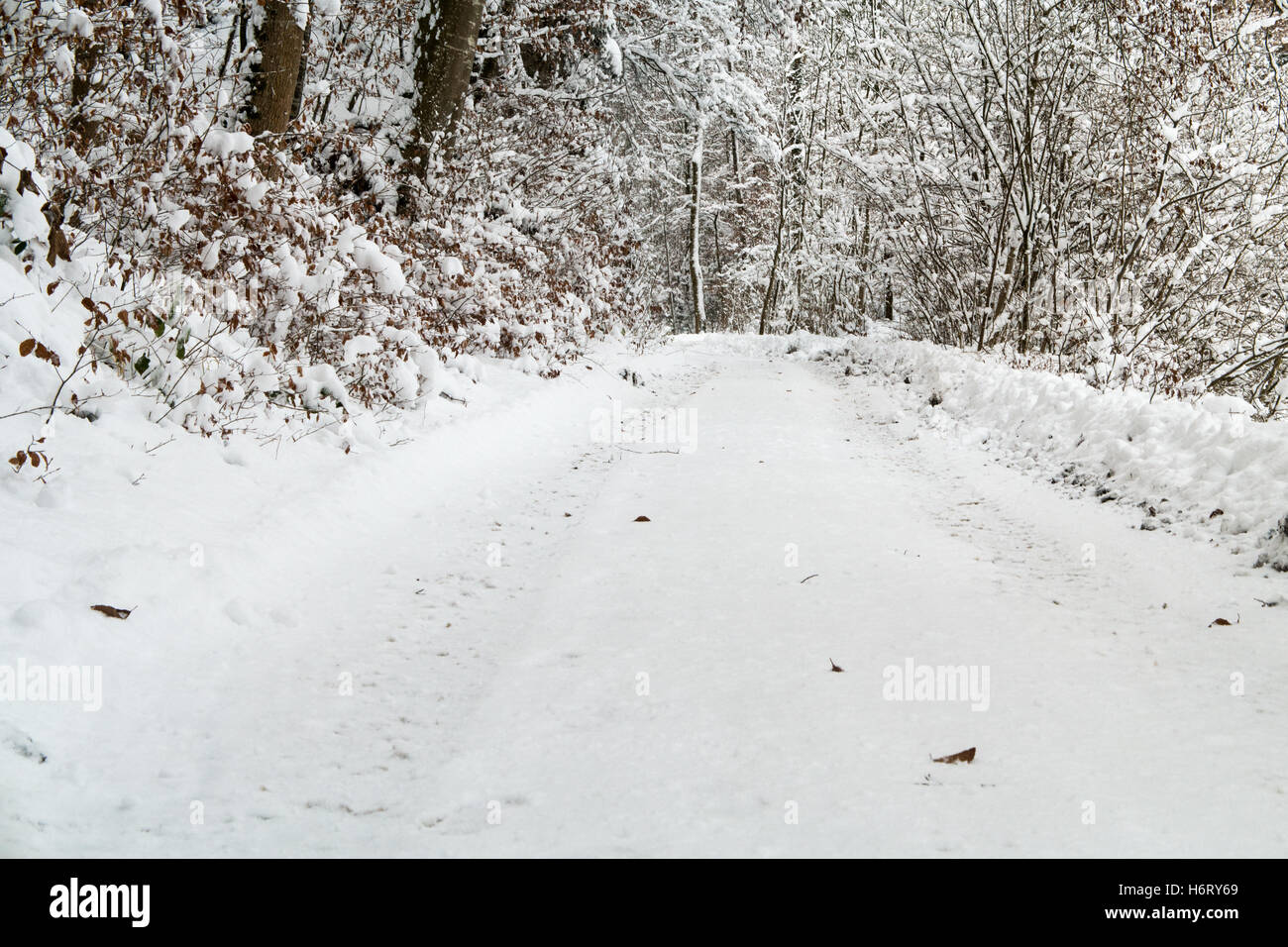 Road covered in snow leading through a forest in winter Stock Photo - Alamy