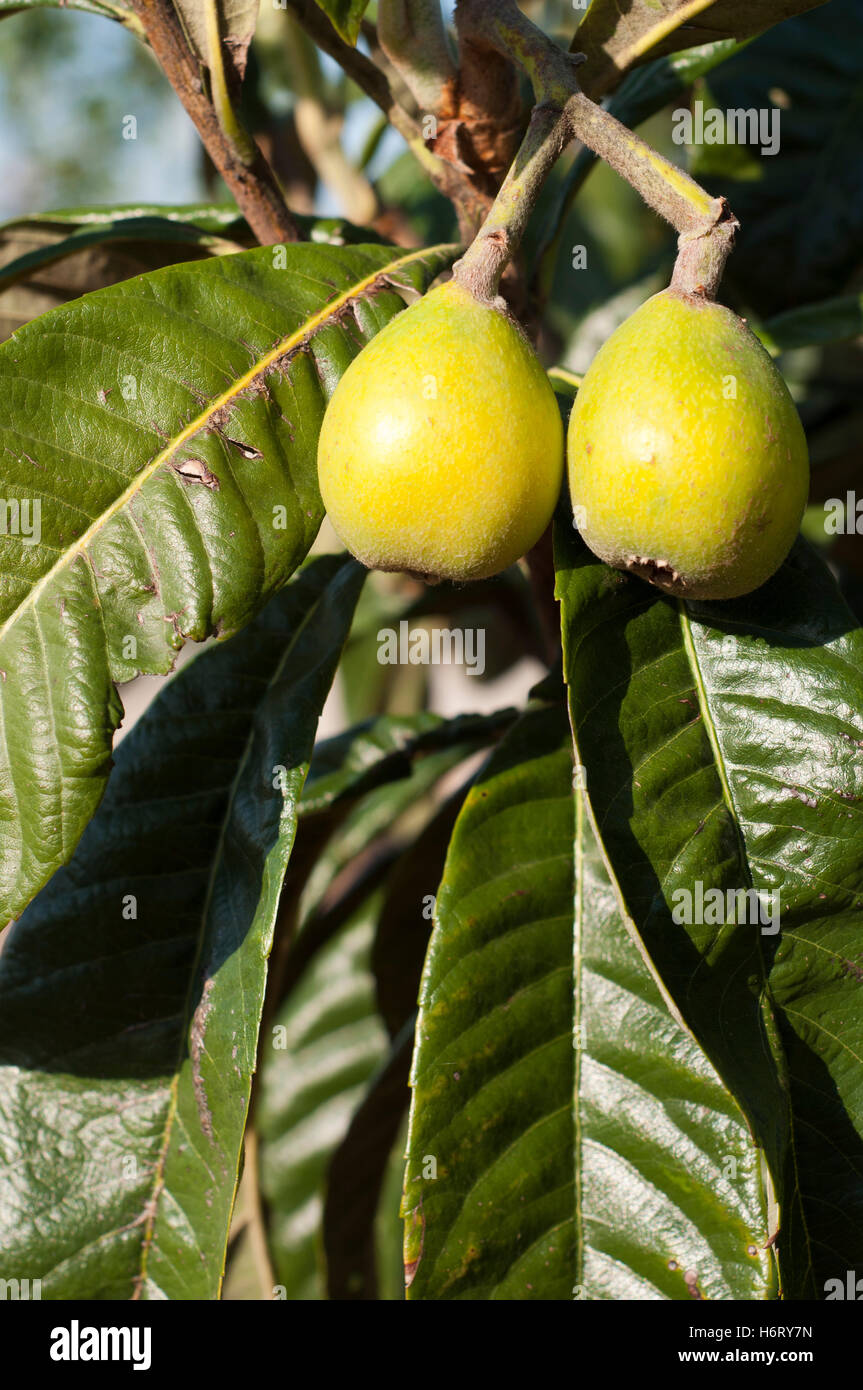 Tropical and subtropical fruits hi-res stock photography and images - Alamy