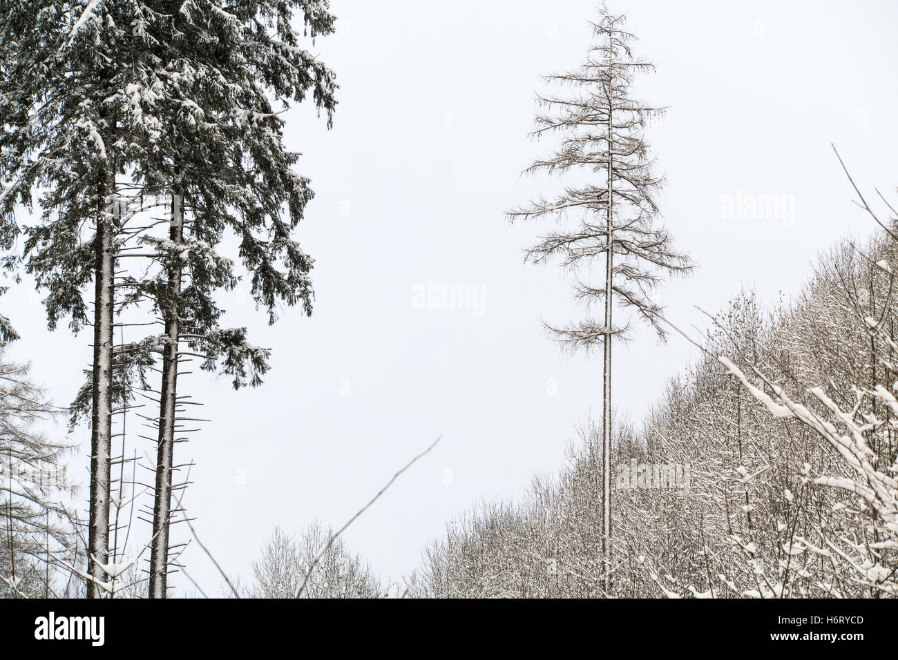 Tall standing tree hi-res stock photography and images - Alamy