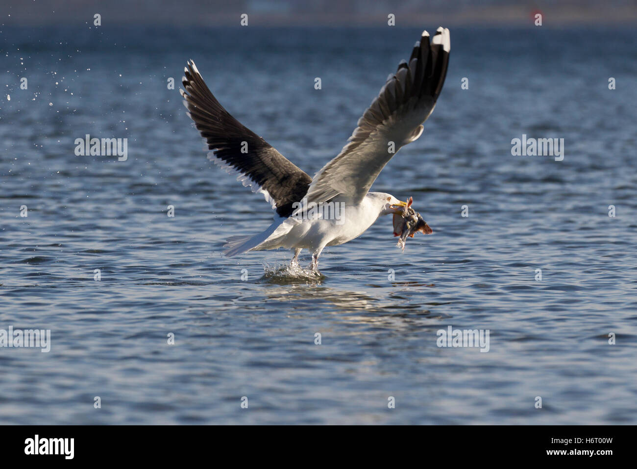 gull (larus argentatus) Stock Photo