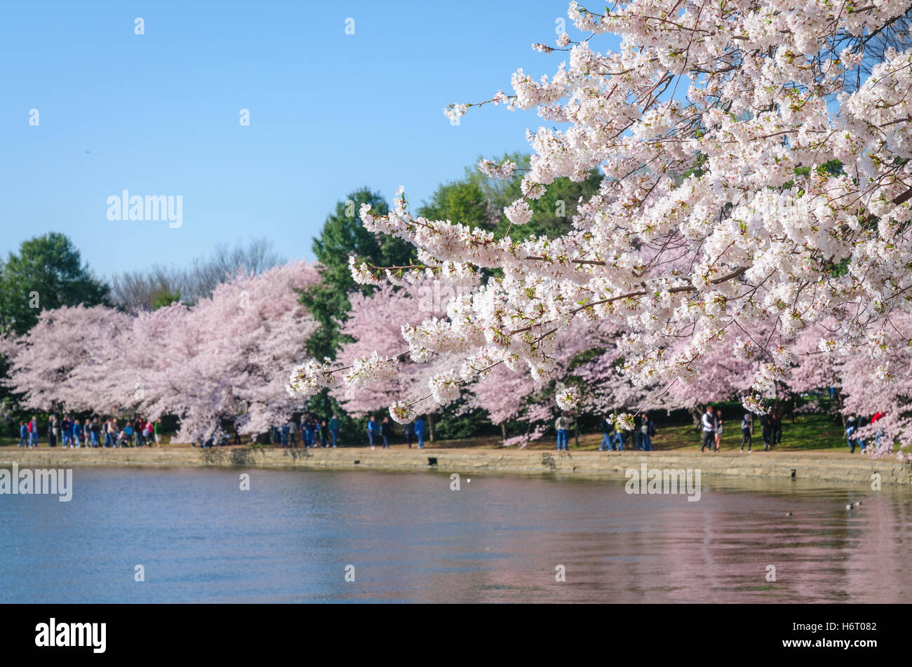 National mall cherry blossoms hi-res stock photography and images - Alamy