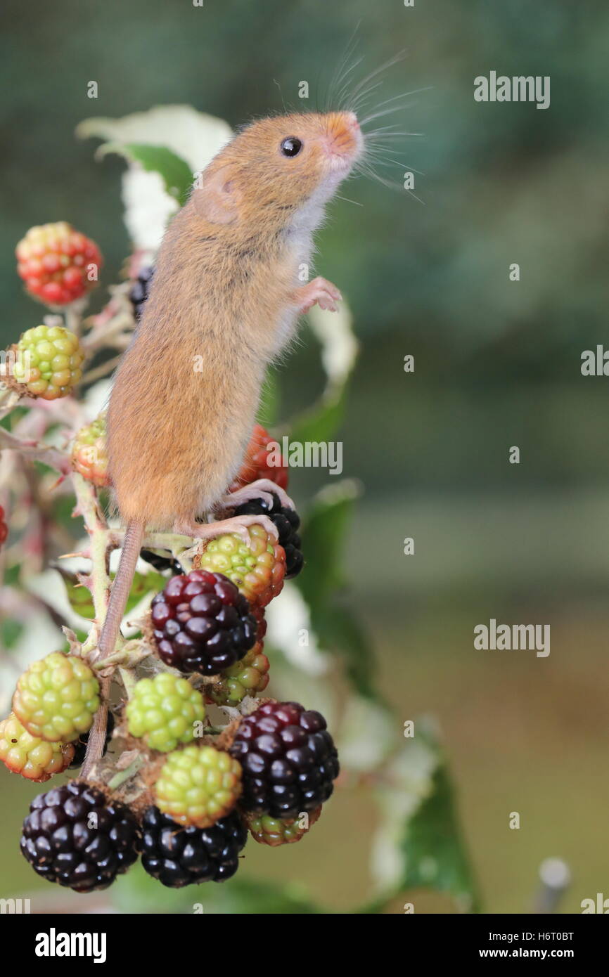 Harvest Mouse (micromys minutus) standing on the hind legs. Resting on