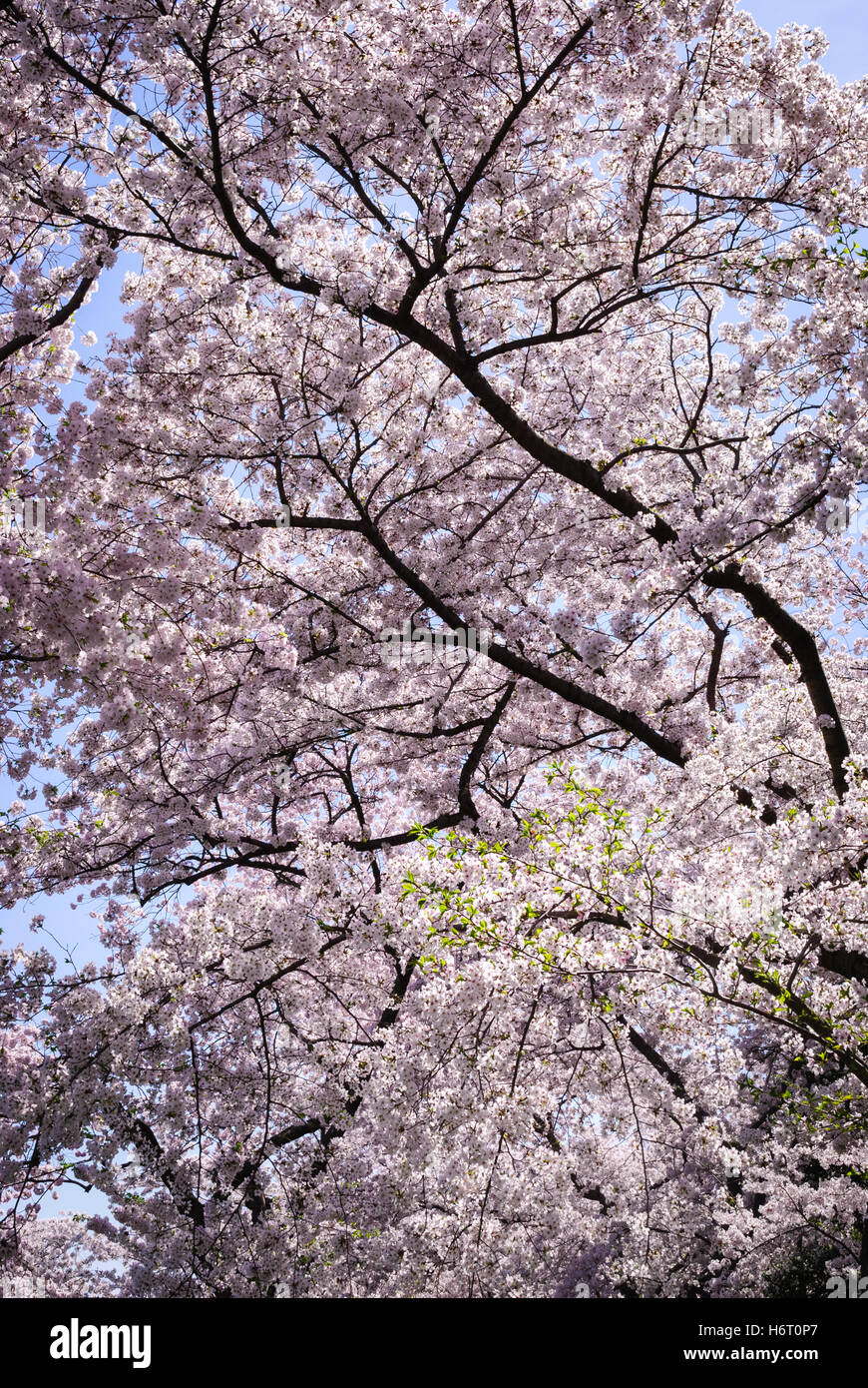 Cherry Blossom Festival Stock Photo