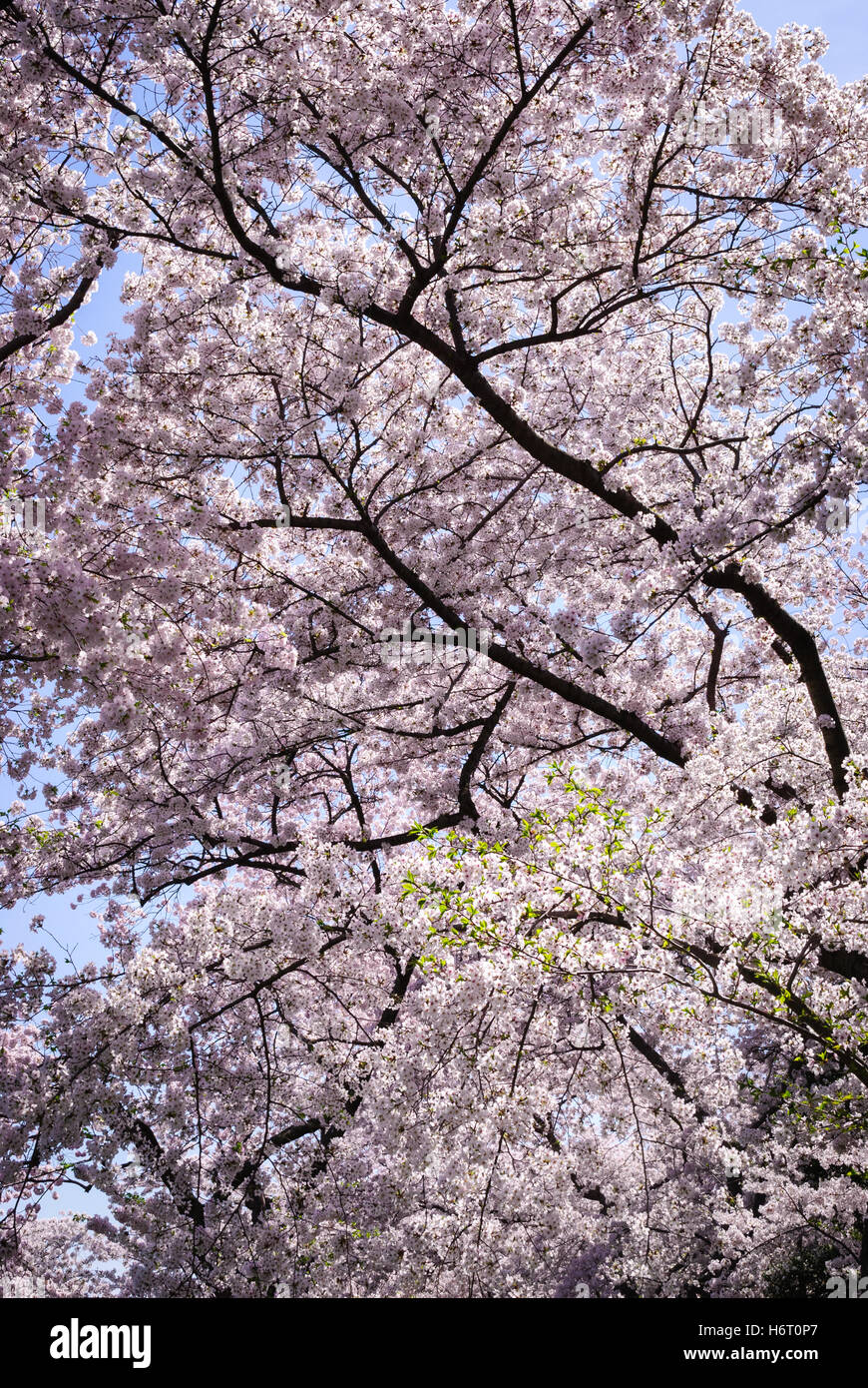 The cherry blossom festival hi-res stock photography and images - Alamy