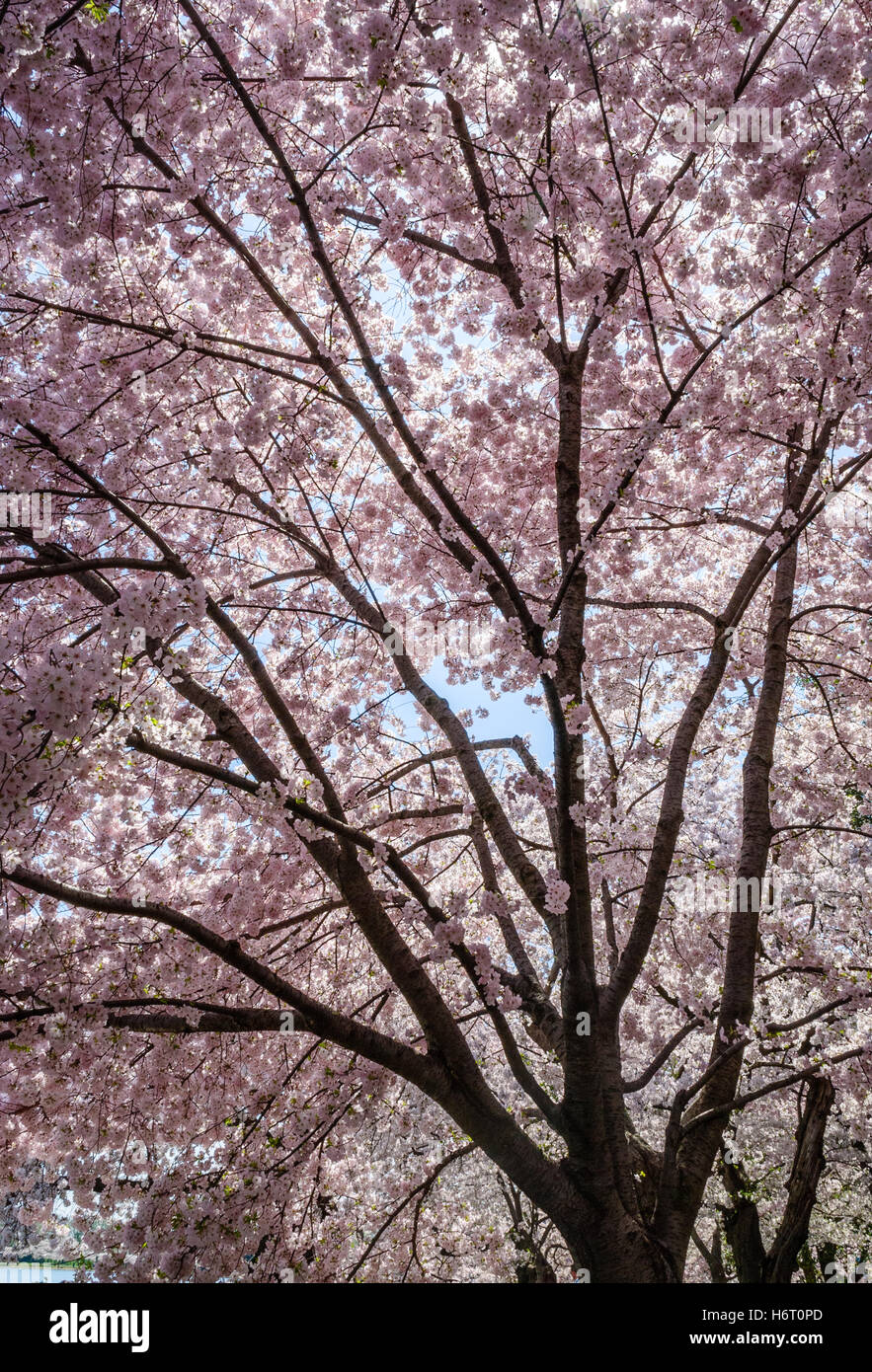 Cherry Blossom Festival Stock Photo Alamy