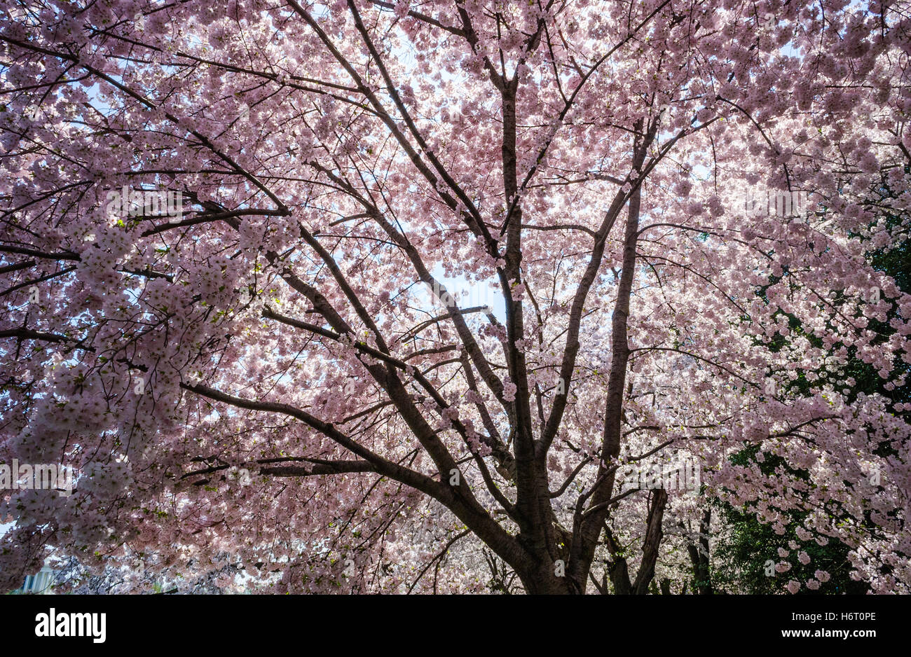 Cherry Blossom Festival Stock Photo Alamy