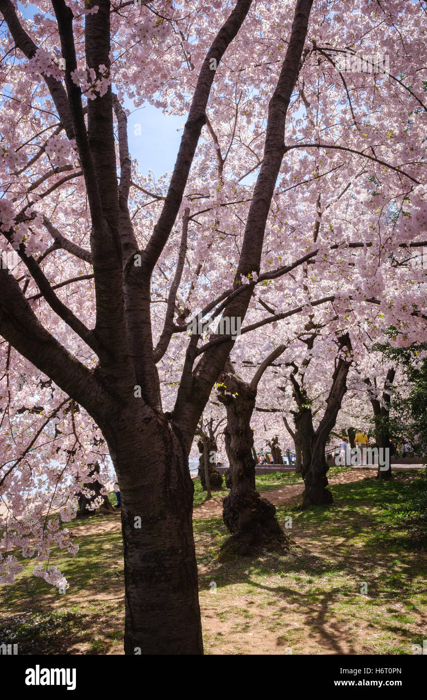 National cherry blossom festival hires stock photography and images