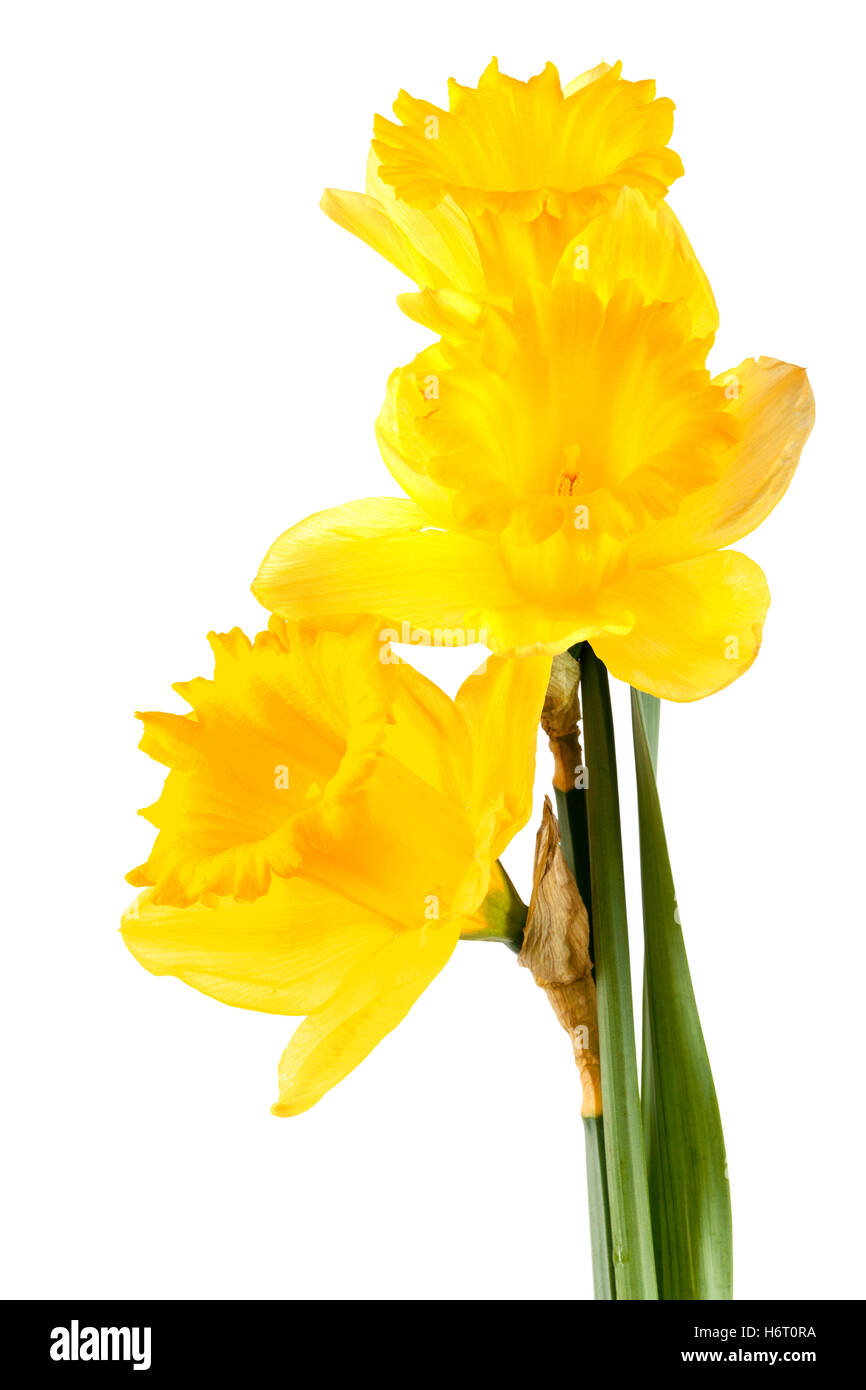 yellow daffodils Stock Photo
