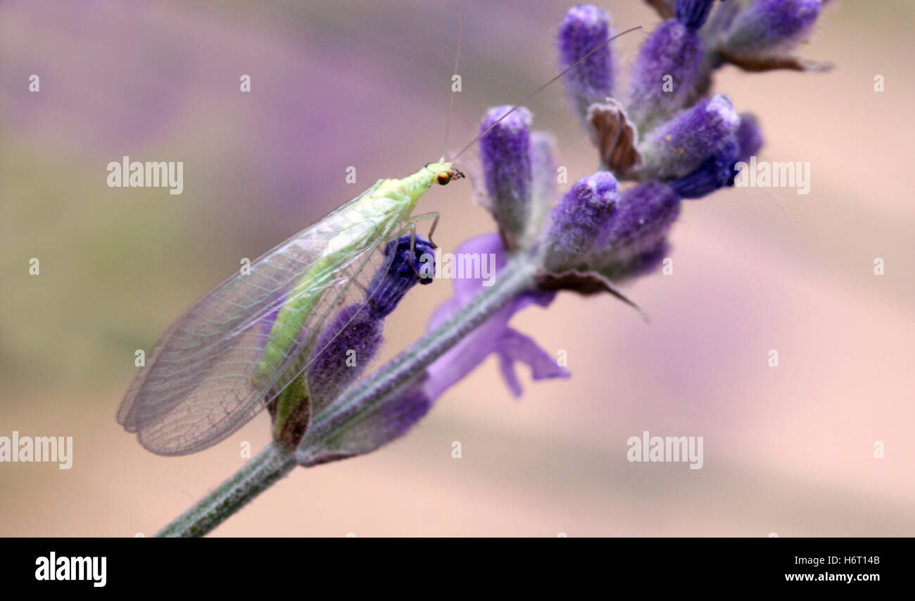 Biological control insects hi-res stock photography and images - Alamy