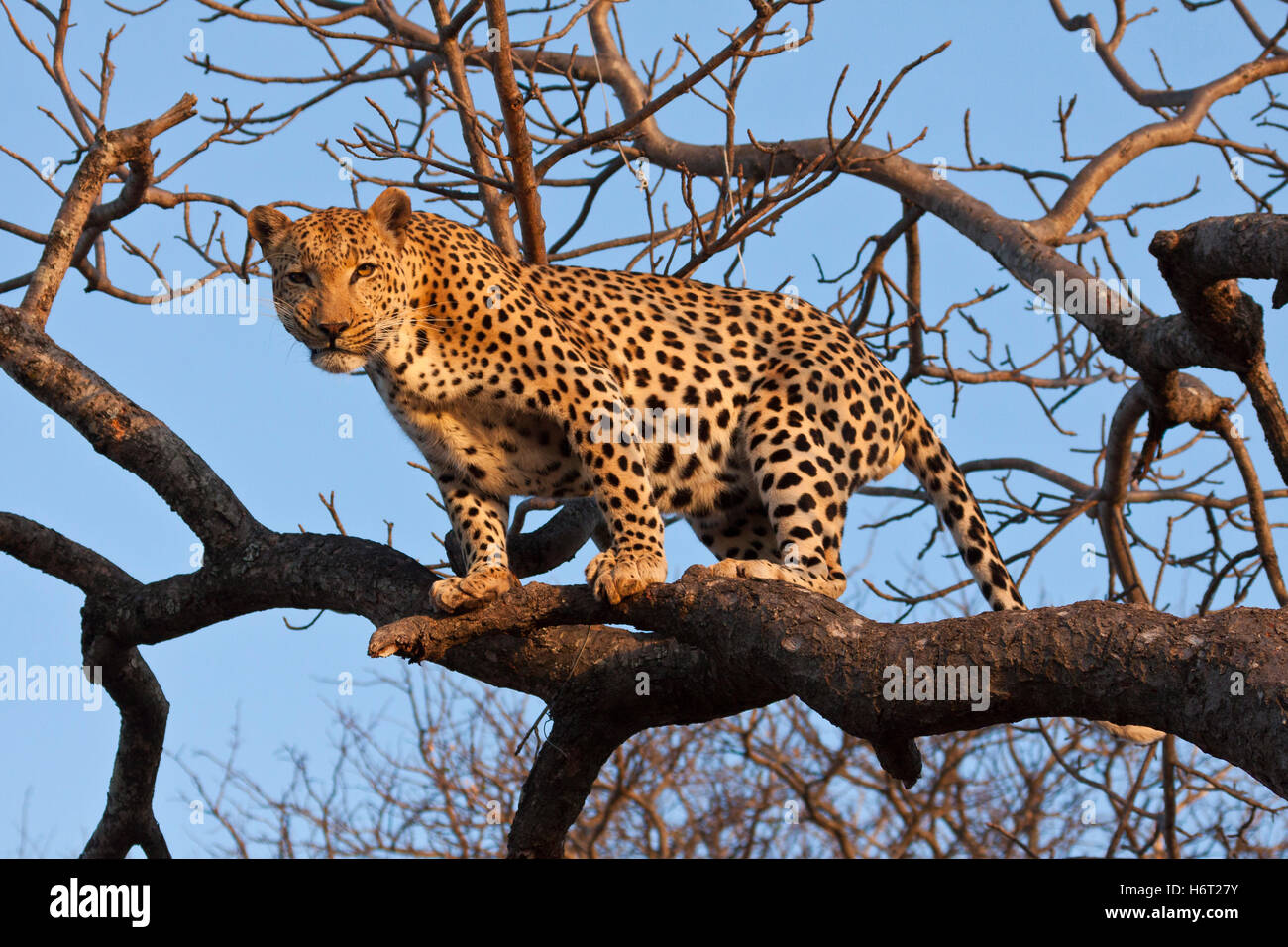 leopard (panthera pardus) climbing around the tree Stock Photo