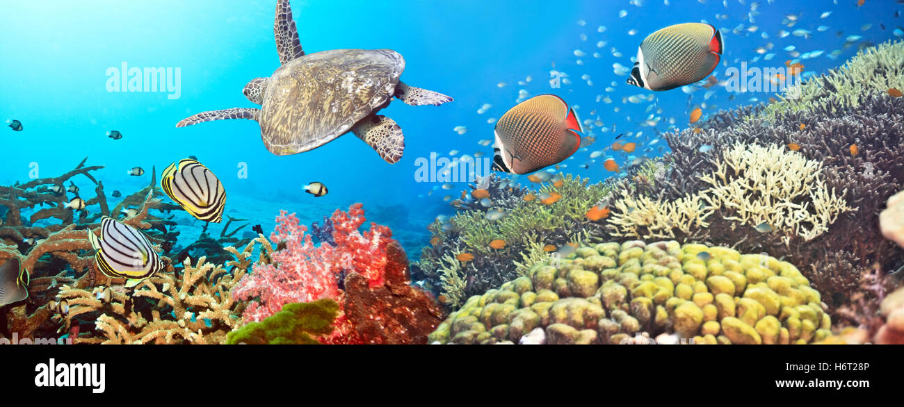 underwater world Stock Photo