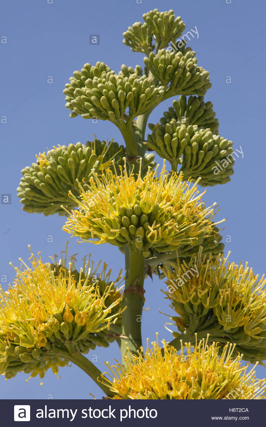 Century Plant Desert Stock Photos & Century Plant Desert Stock Images