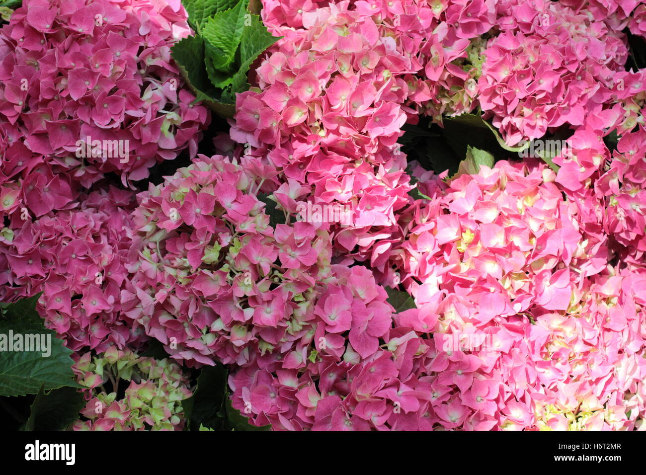 Pink Calandiva flowers Stock Photo