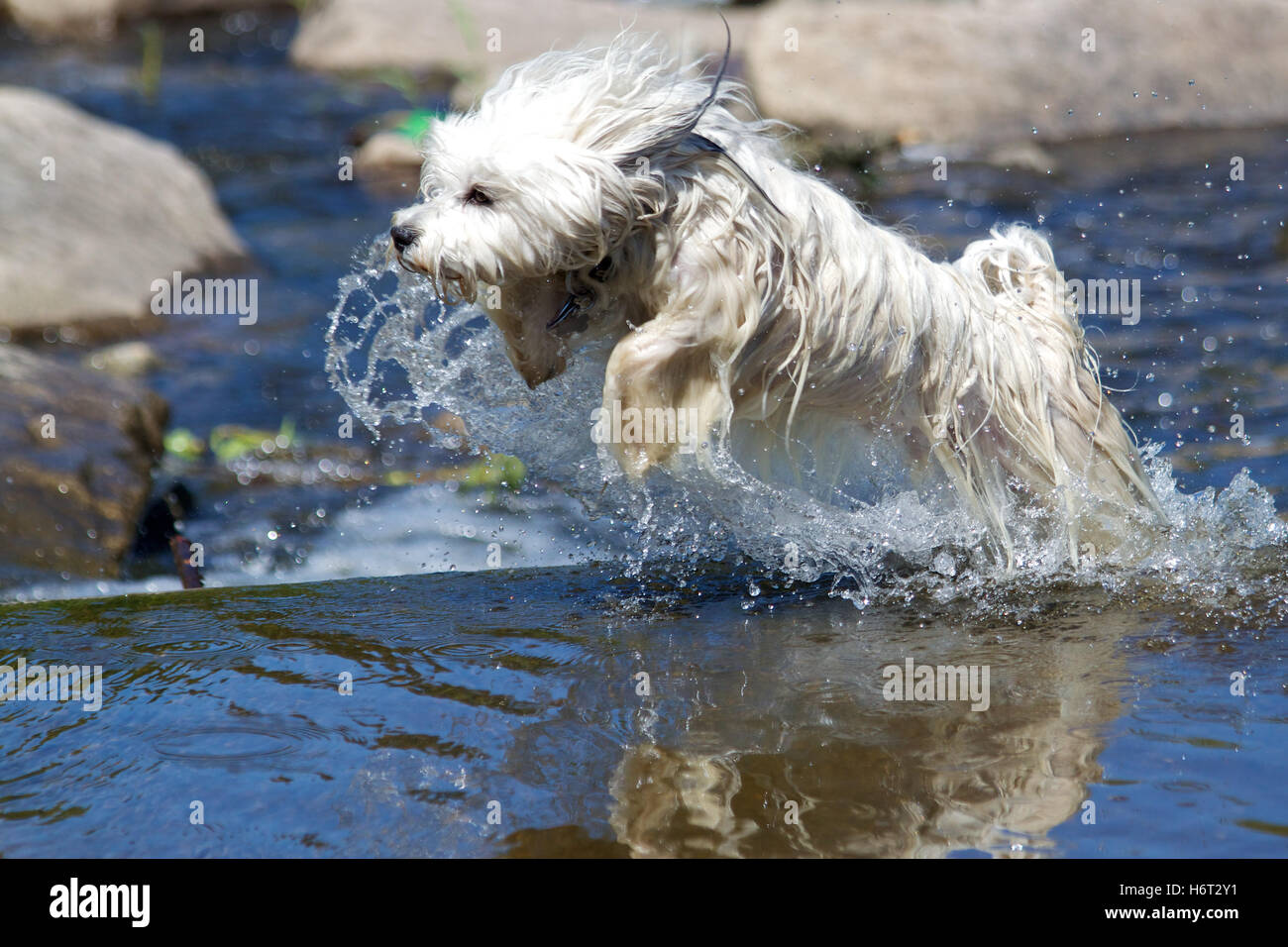 home animals Stock Photo