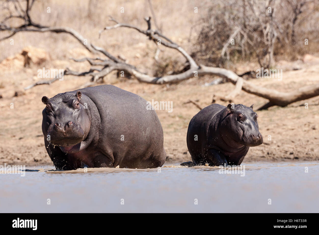 Horizontal mammals hi-res stock photography and images - Alamy