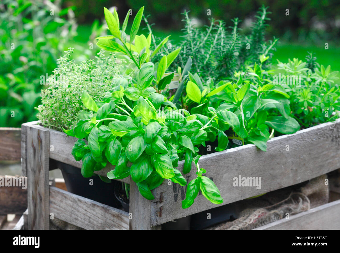 leaf health garden new leaves backyard summer summerly spring outdoor horticulture cultivation growth box boxes gardening Stock Photo