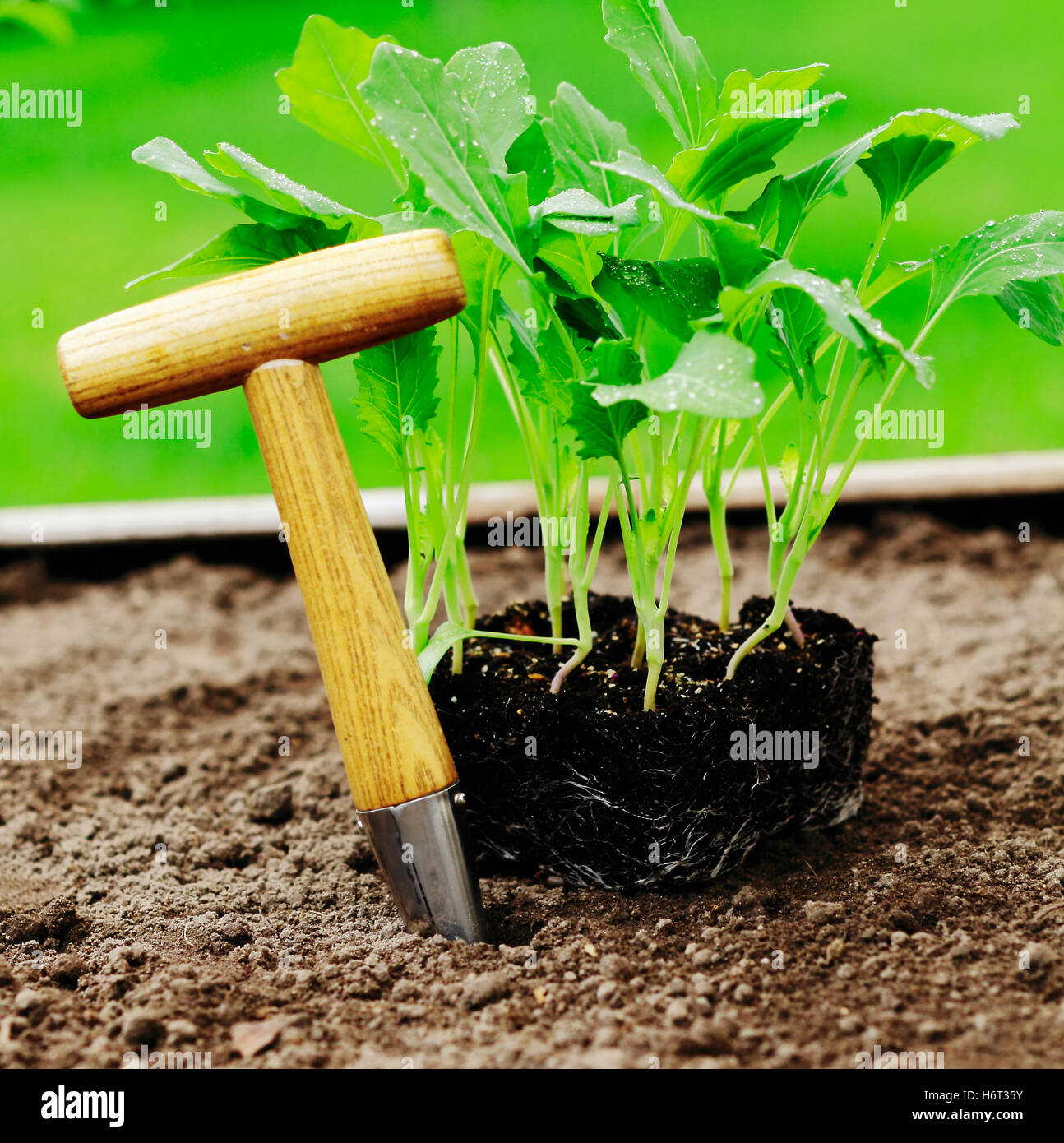 tool garden ground soil earth humus new summer summerly small tiny little short spring outdoor horticulture handle cultivation Stock Photo