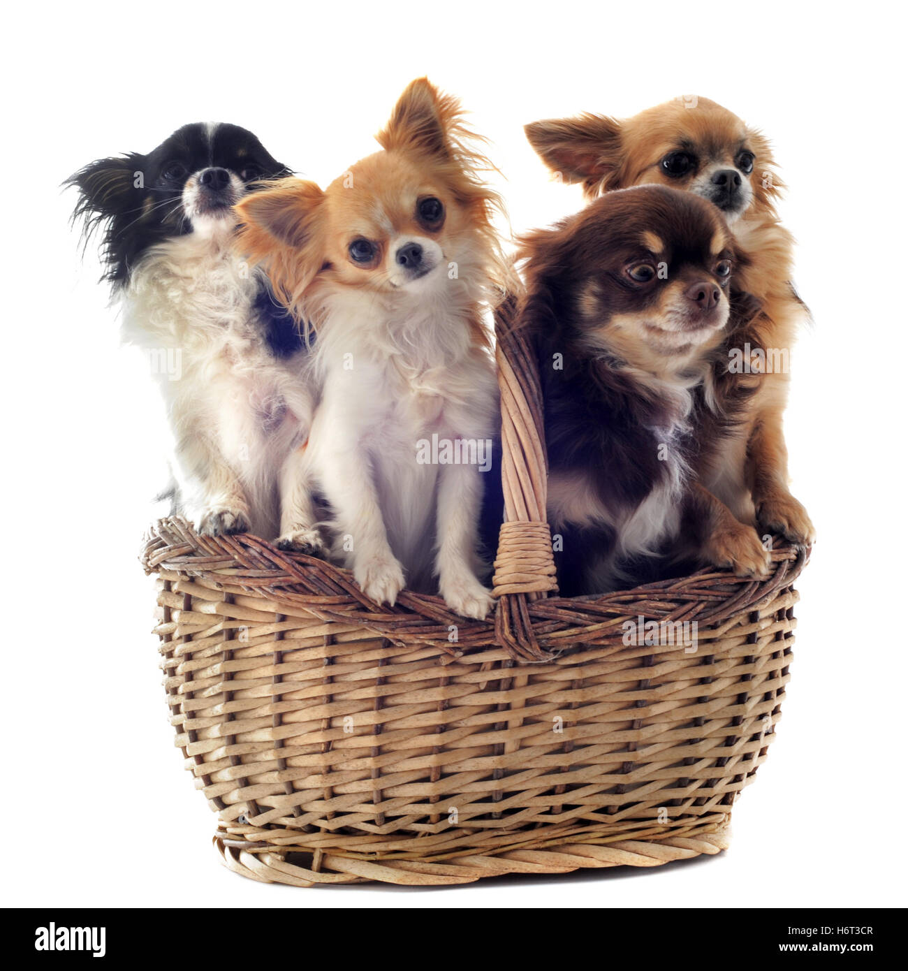 four dog dogs puppy group beautiful beauteously nice animal pet brown brownish brunette basket small tiny little short studio Stock Photo