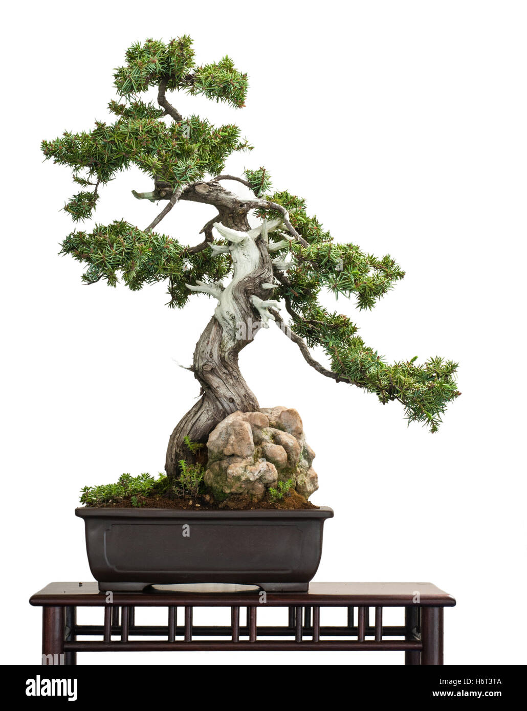 hedgehog juniper (juniperus rigidus) as bonsai tree Stock Photo
