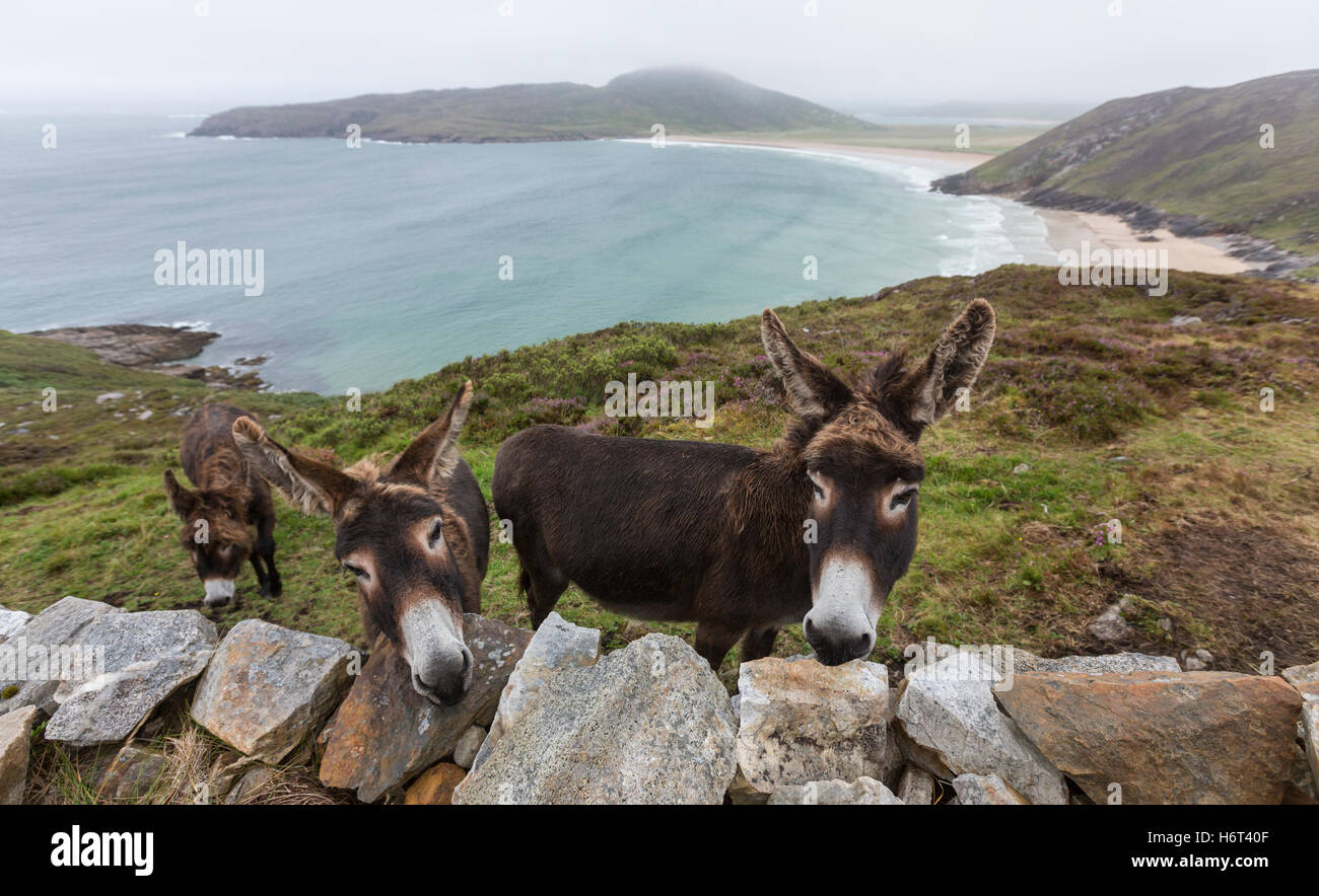 Donkeys in Trá na Rossan view Rosguill peninsula, County Donegal