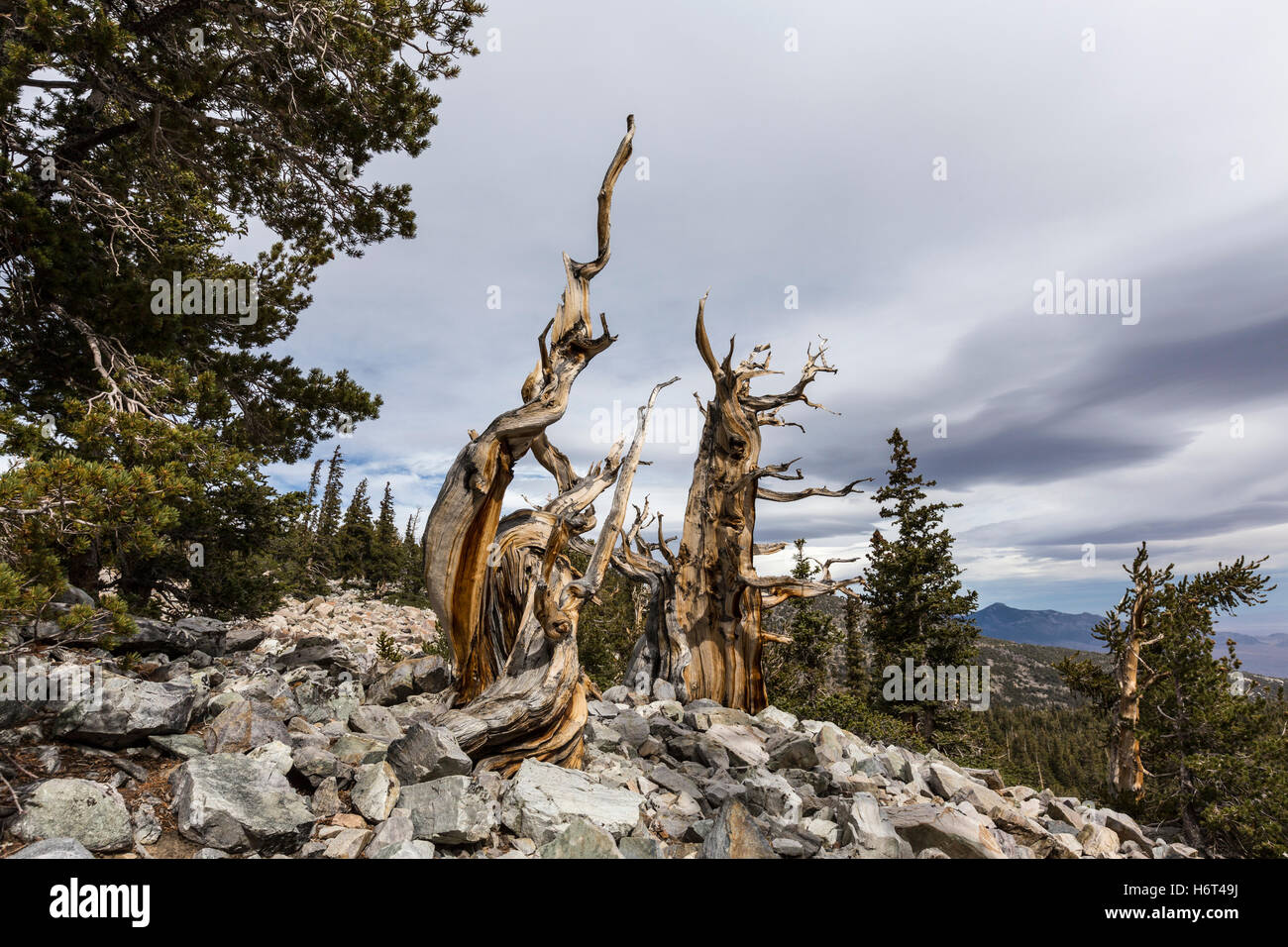 Ancient Bristlecone Pines in Great Basin National Park in Northern Nevada.  Bristlecone Pines are the oldest trees in the world. Stock Photo