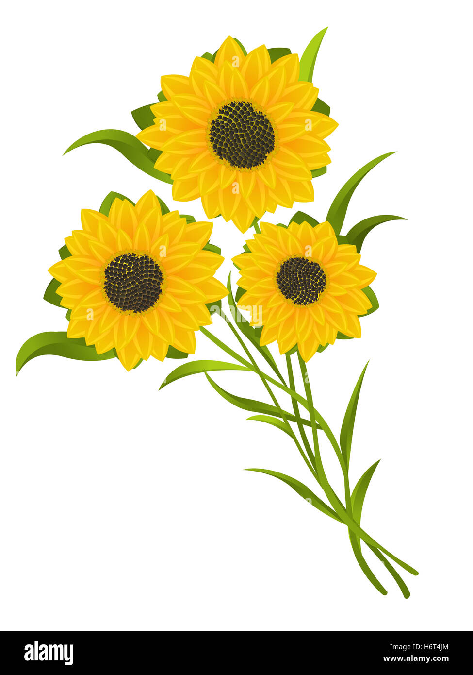 object flower sunflower plant bouquet gift card abstract seed realistic