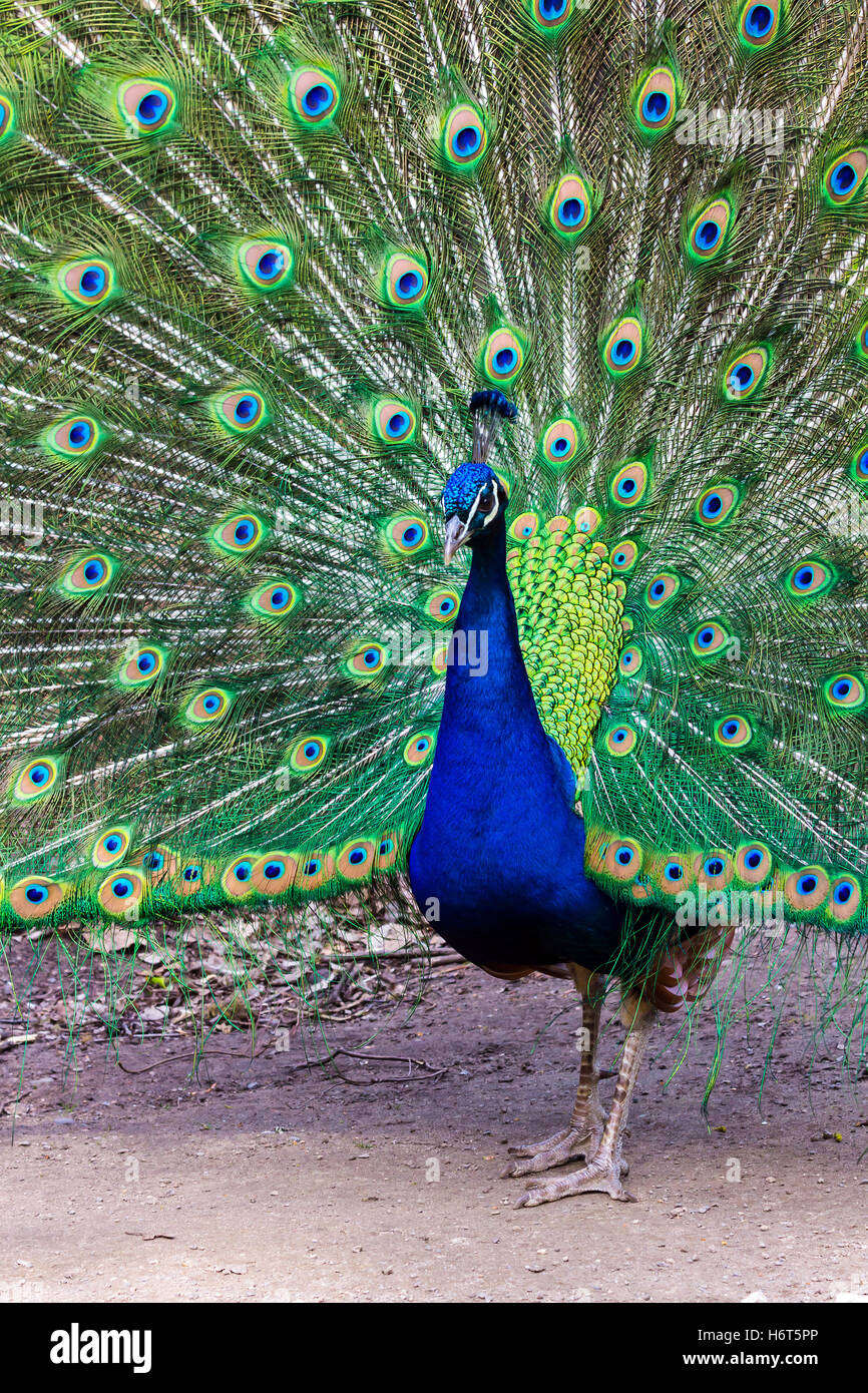 The Proud Peacock Stock Photo Alamy