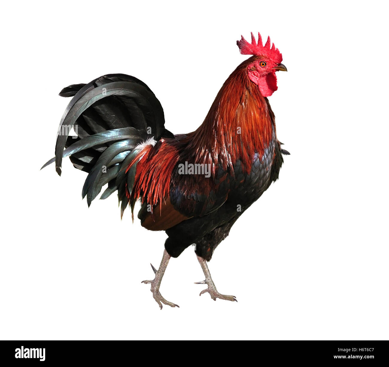 Opinion Cock feather up or down apologise, but Cock feather up or down