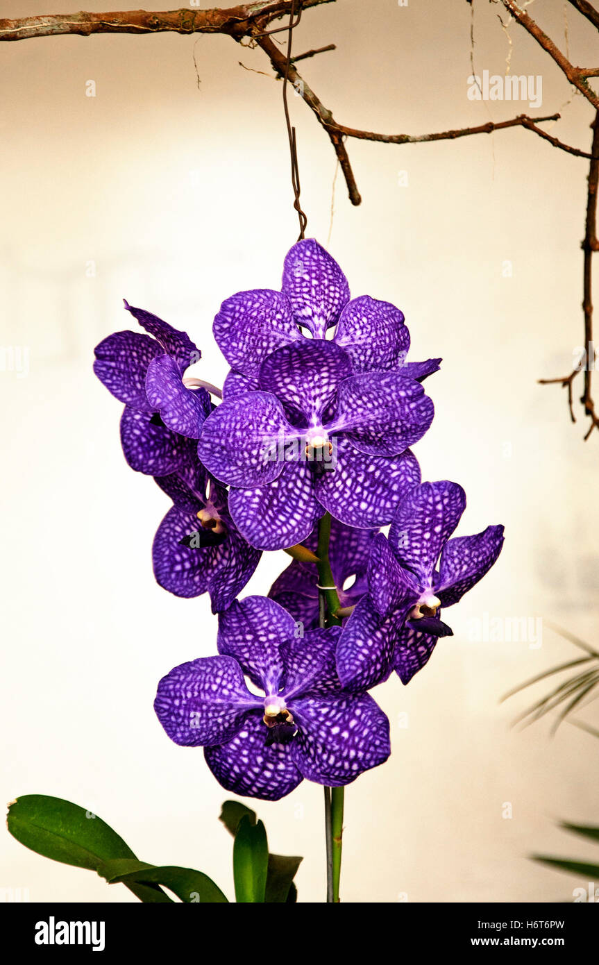 blue, purple, exotic, flower, orchid, plant, blue, beautiful, beauteously, Stock Photo