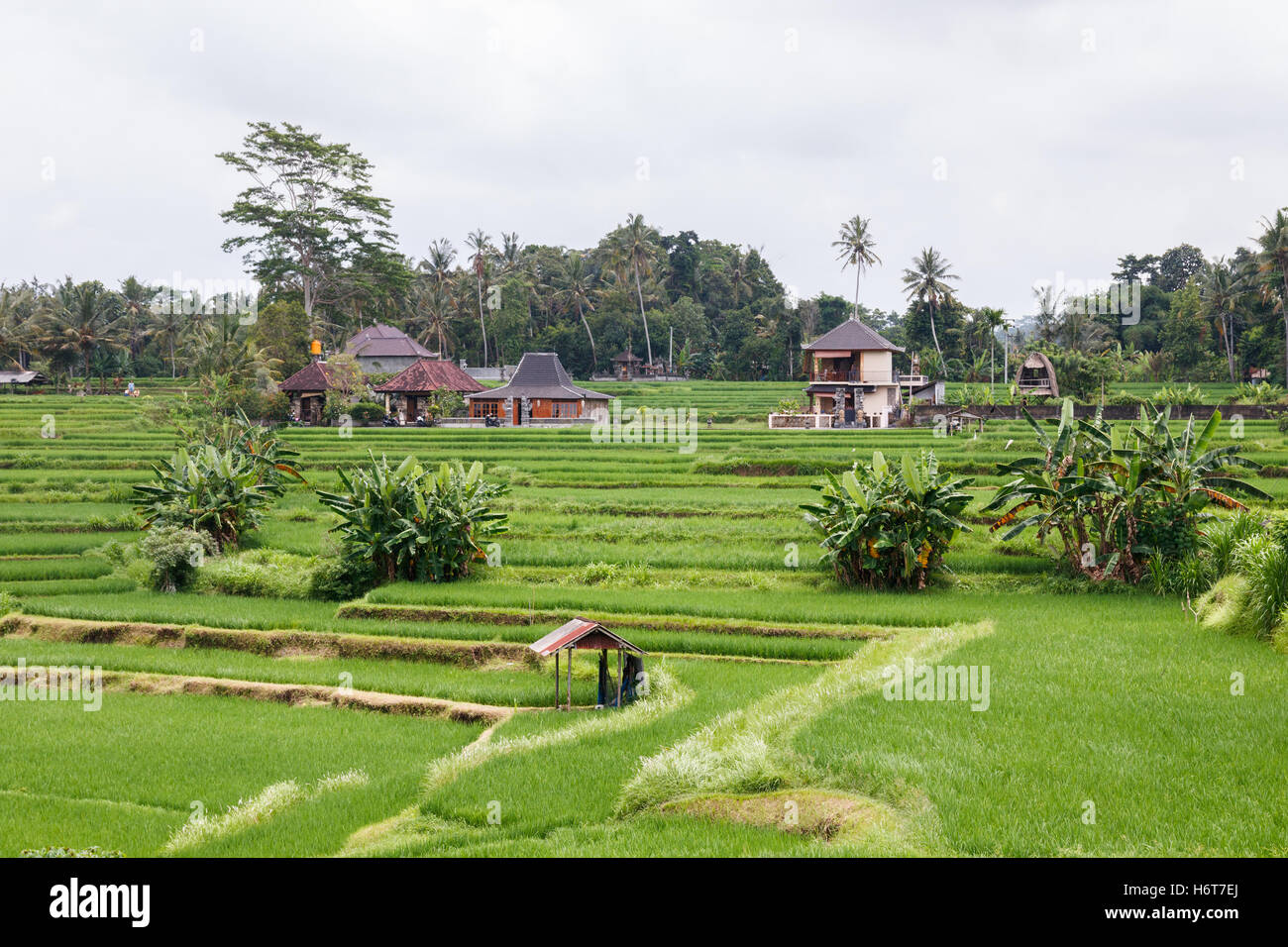 Rice fields near Ubud, viewed from the Campuhan Ridge Walk, Bali, Indonesia. Stock Photo