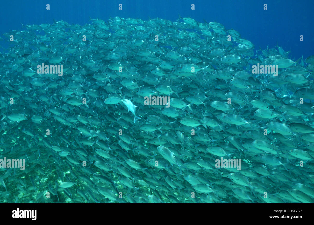 dive, fishes, mackerel, mackerels, asia, indonesia, fish, formation, Stock Photo