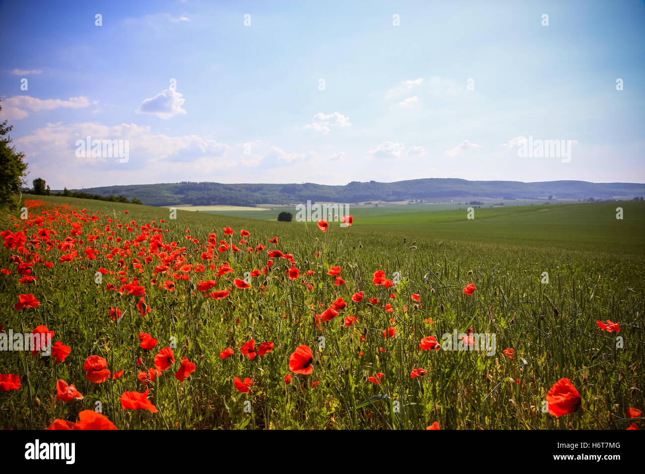The huge field of red poppies flowers. Sun and clouds Stock Photo - Alamy