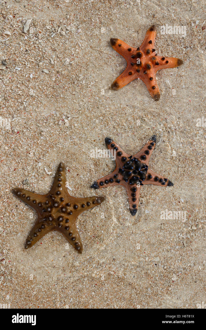 Three horned starfish (Protoreaster nodosus) on the sandy bottom of the shallow sea. Stock Photo