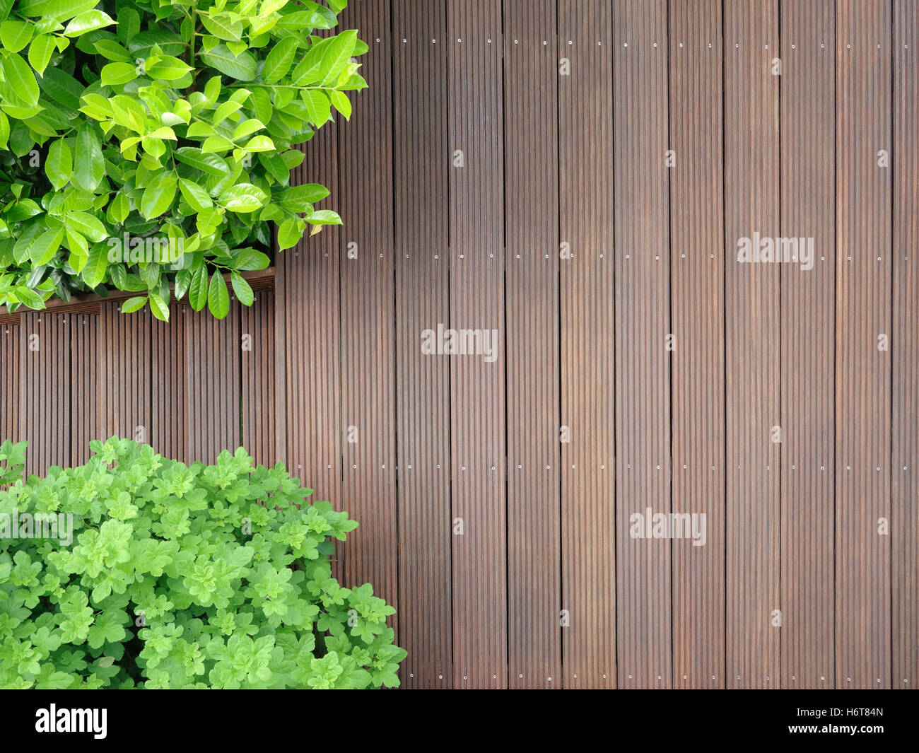 aerial perspective, garden, wood, gardens, floor covering, cherry laurel, Stock Photo