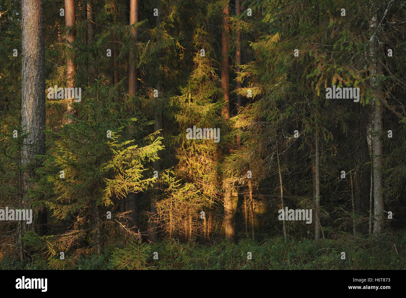 Landscape. Trees in the taiga forest. Stock Photo