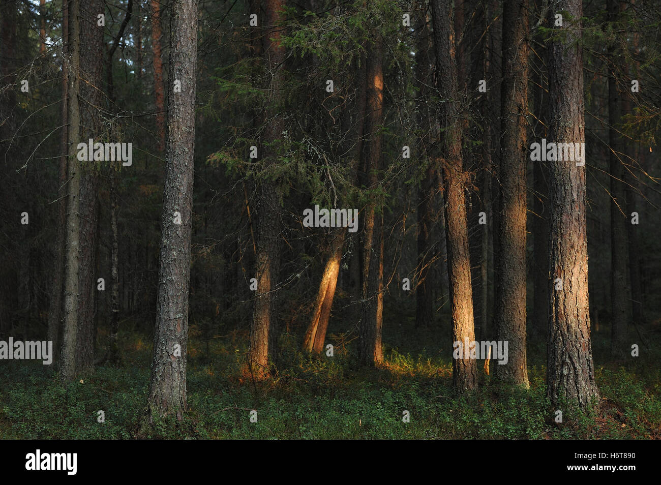 Landscape. Trees in the taiga forest. Stock Photo