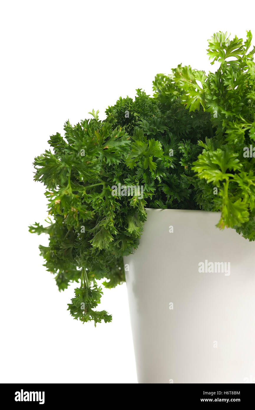 green, boil, cooks, boiling, cooking, flowerpot, spices, parsley, herbs