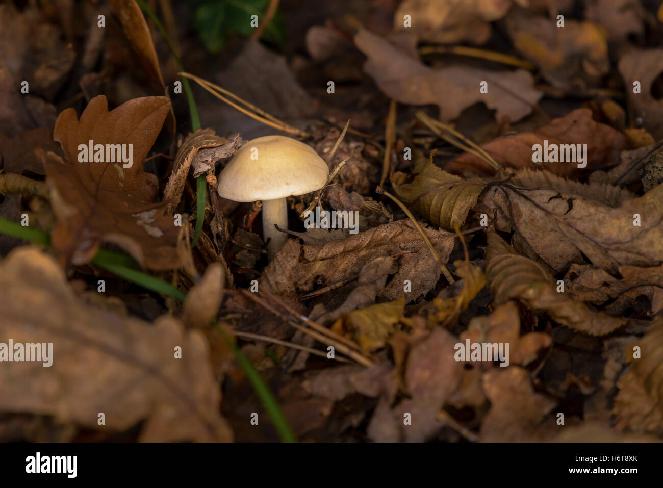 Mushroom in woods in autumn foliage on forest ground Stock Photo