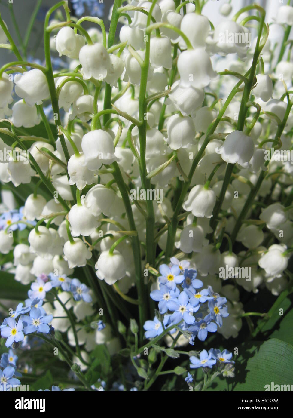 Forest flower bouquet hi-res stock photography and images - Alamy