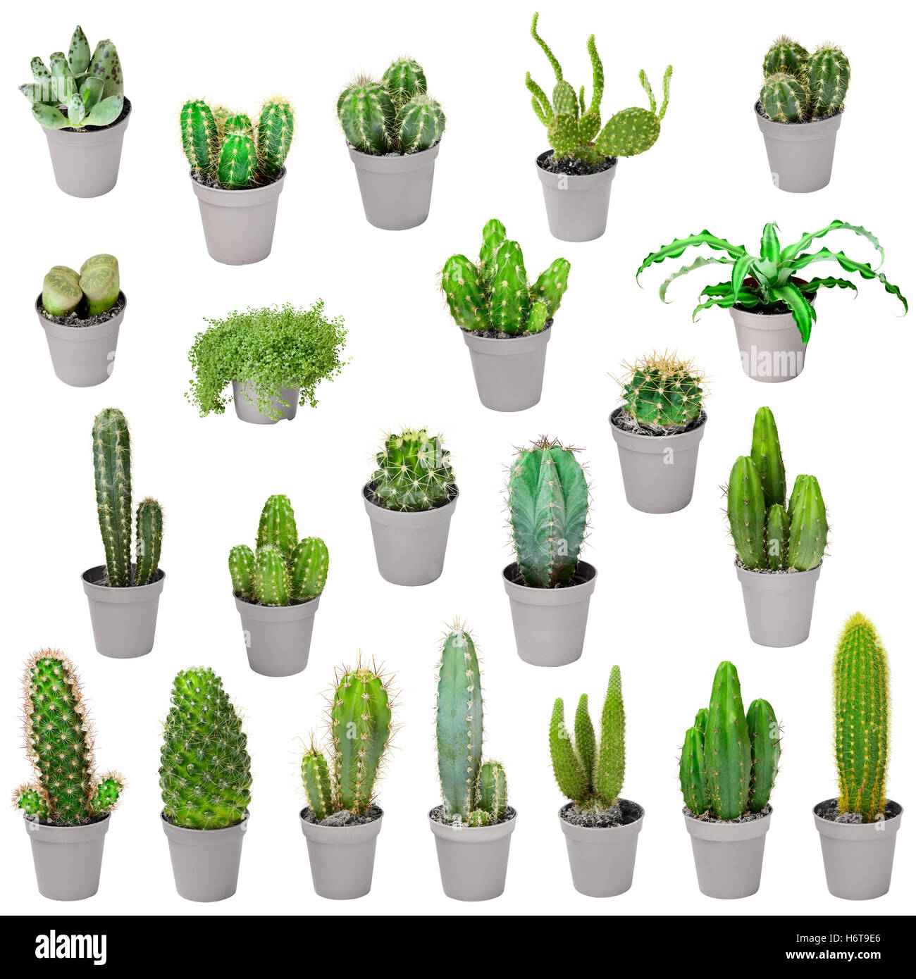 Nice Objects Collection beautiful cactuses hi-res stock photography and images - Alamy